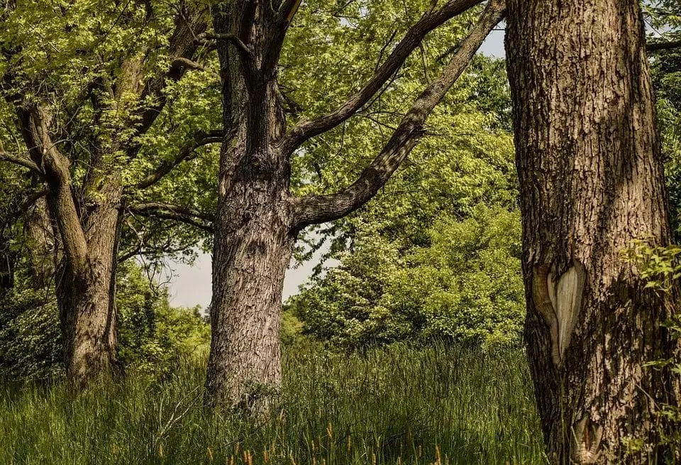 Setelah Laut, Menteri ATR/BPN Temukan Hutan Bersertifikat